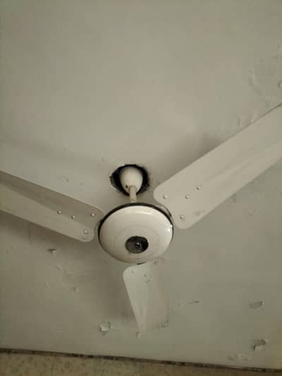 Pak Fan