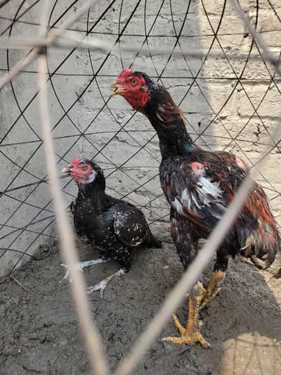 Aseel pair forsale in reasonable price