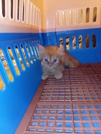 Persian kittens
