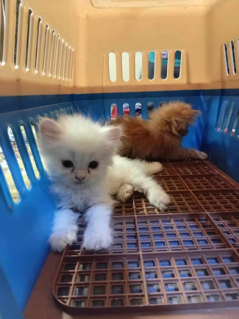 Persian kittens 1