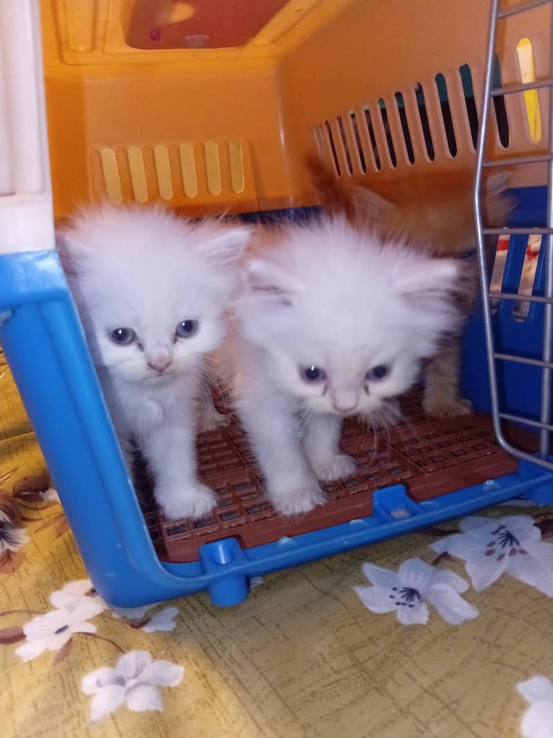 Persian kittens 2
