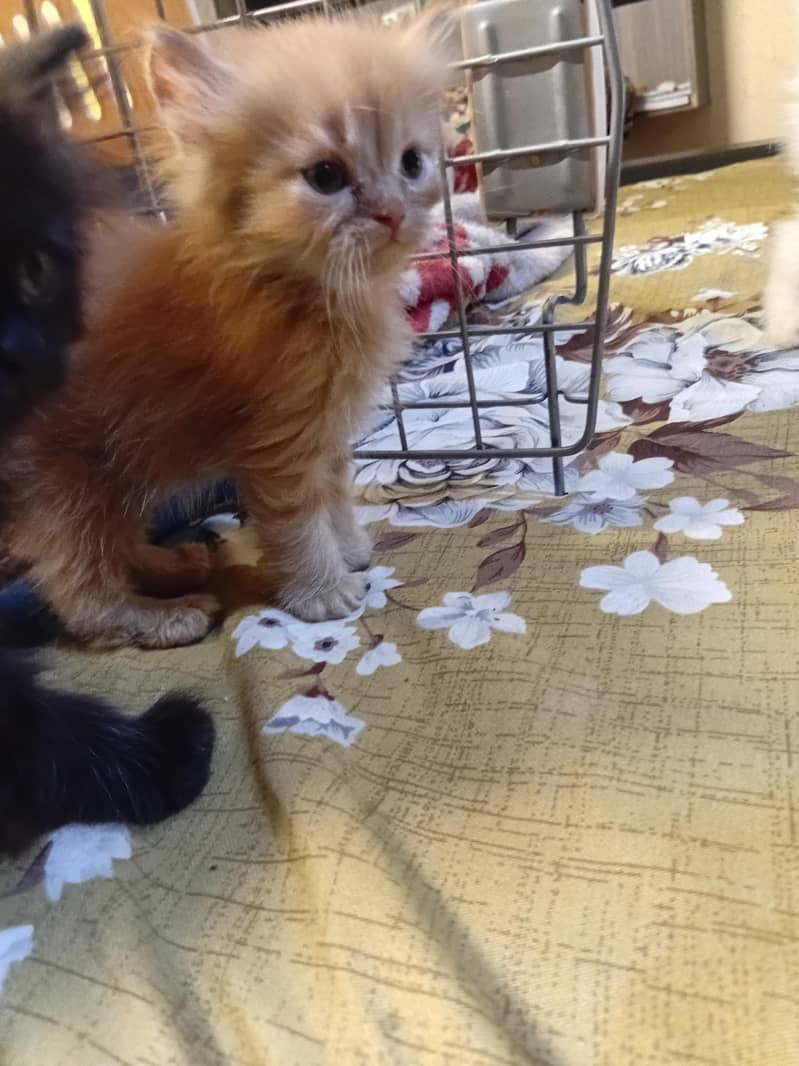 Persian kittens 3