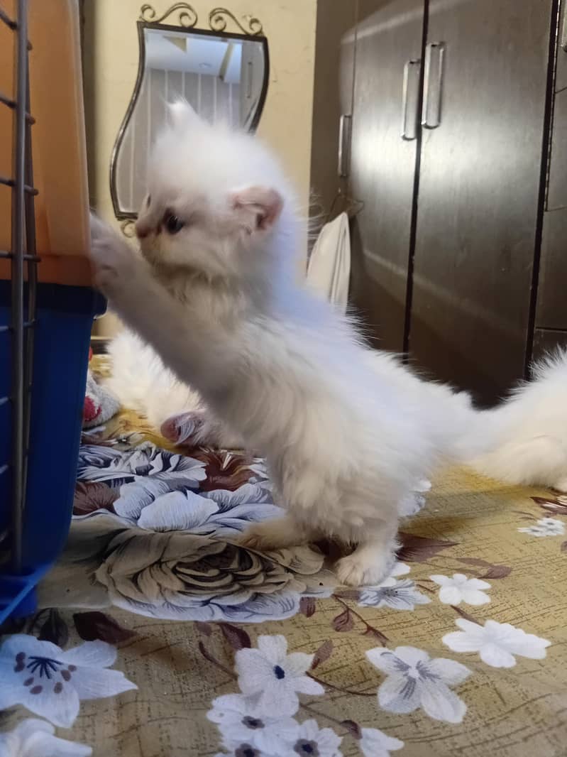 Persian kittens 5