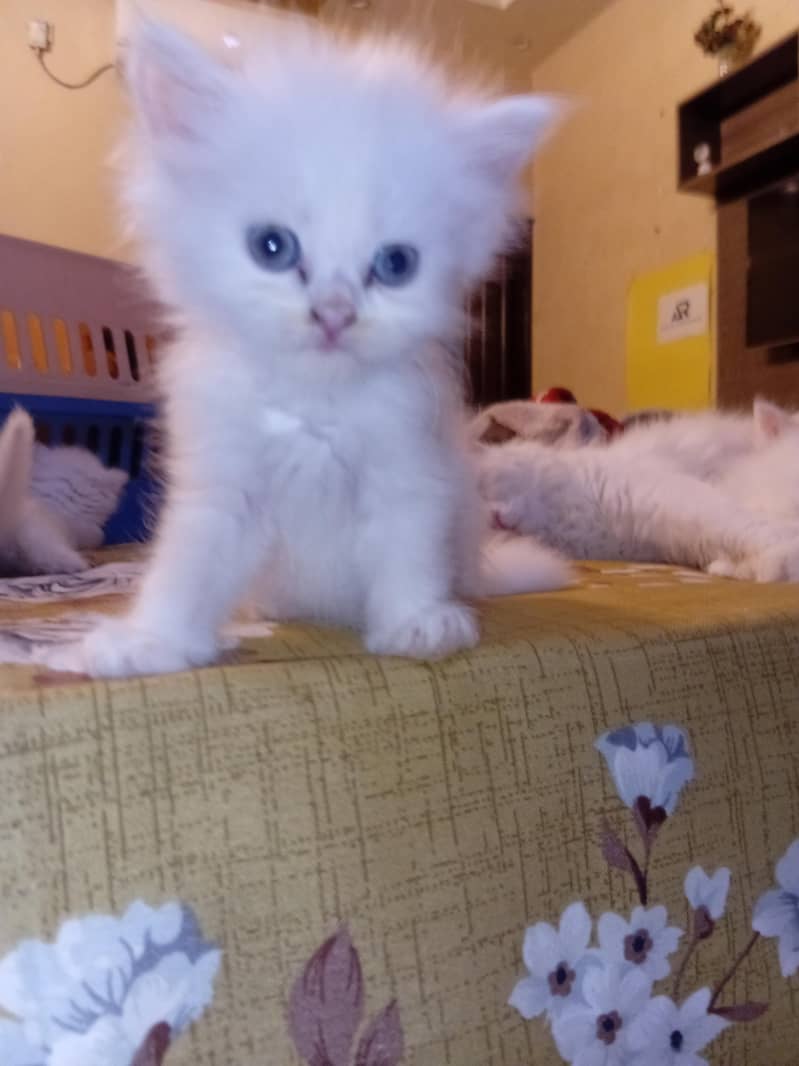 Persian kittens 6