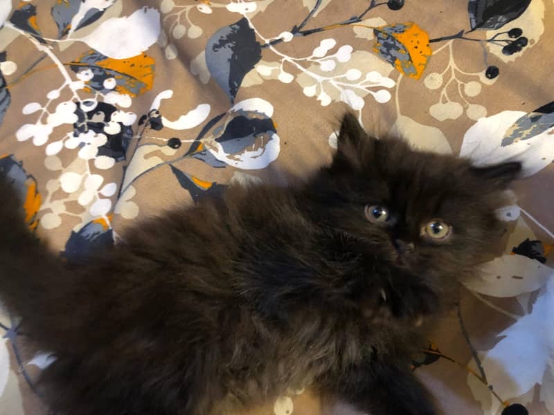 Persian kittens 7