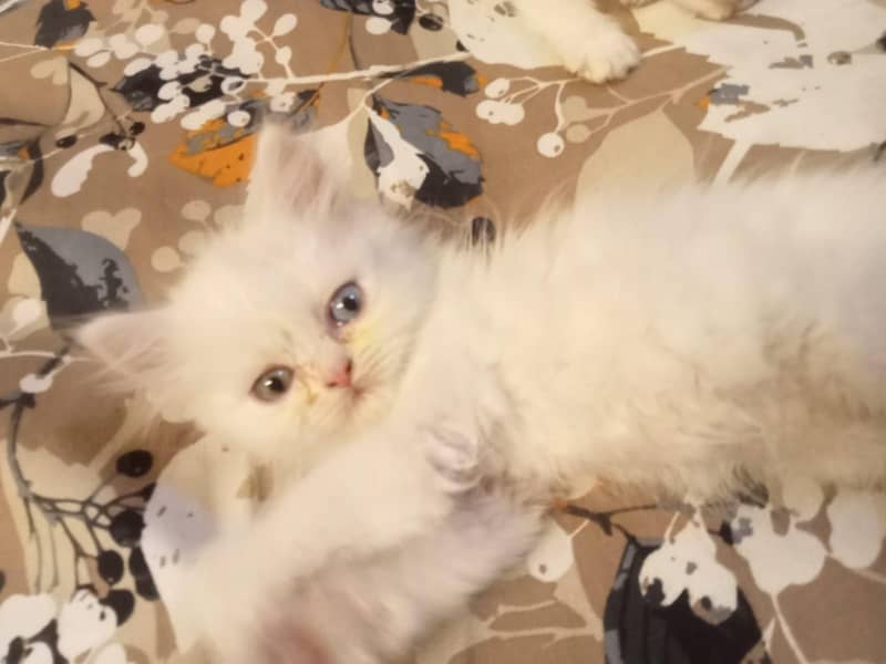 Persian kittens 8