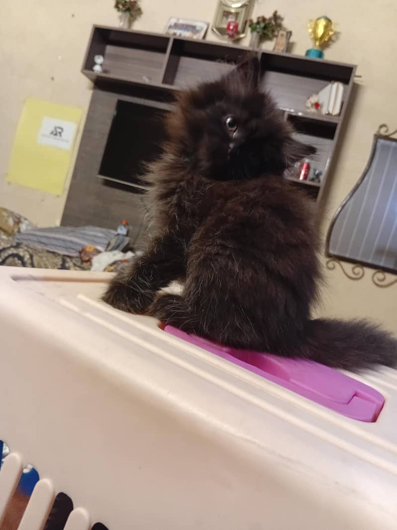 Persian kittens 9
