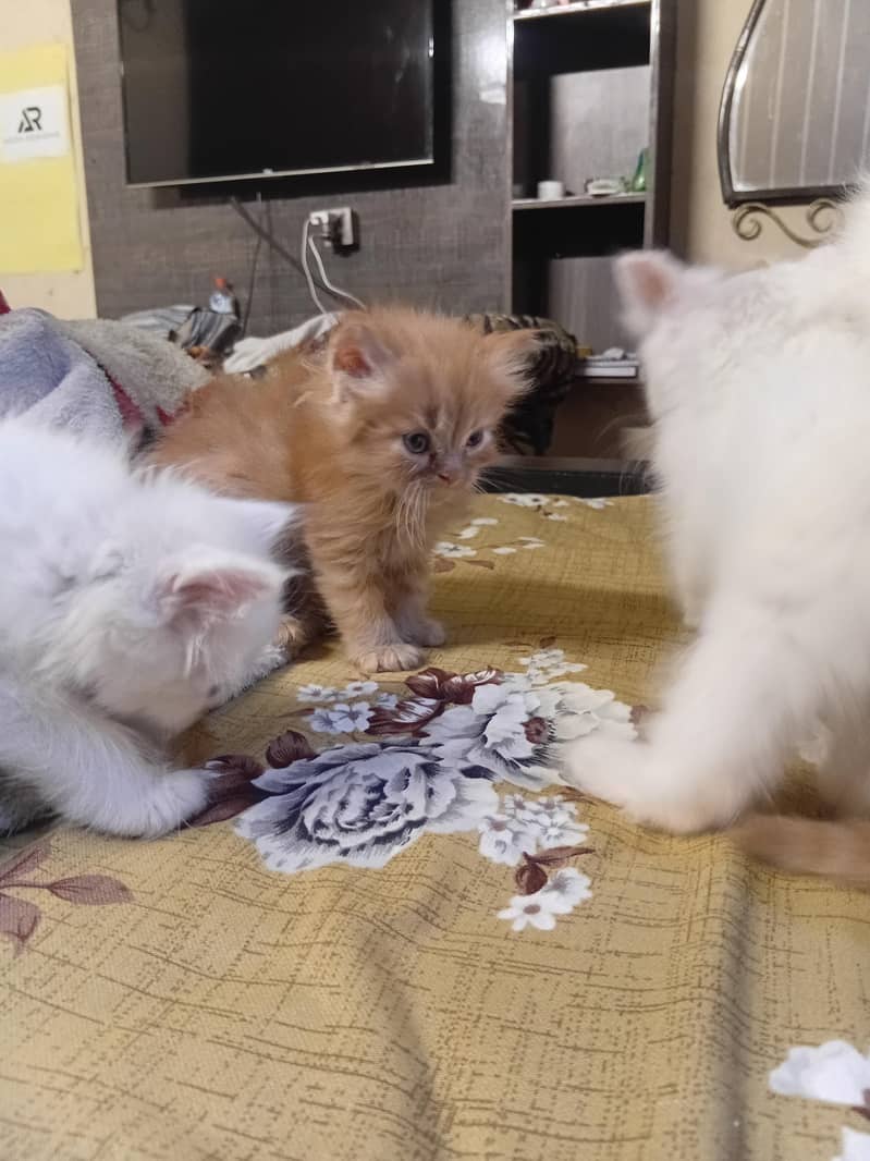 Persian kittens 10