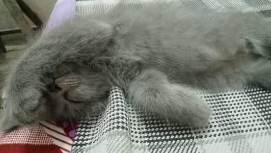 Persian kitten