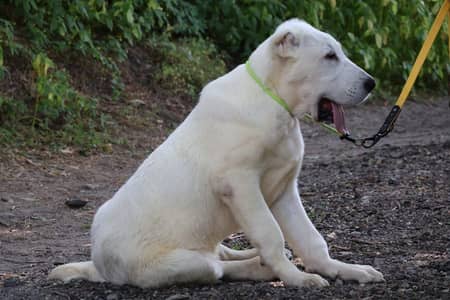 Alabai dog for sale || imported breed || alabai puppy for sale