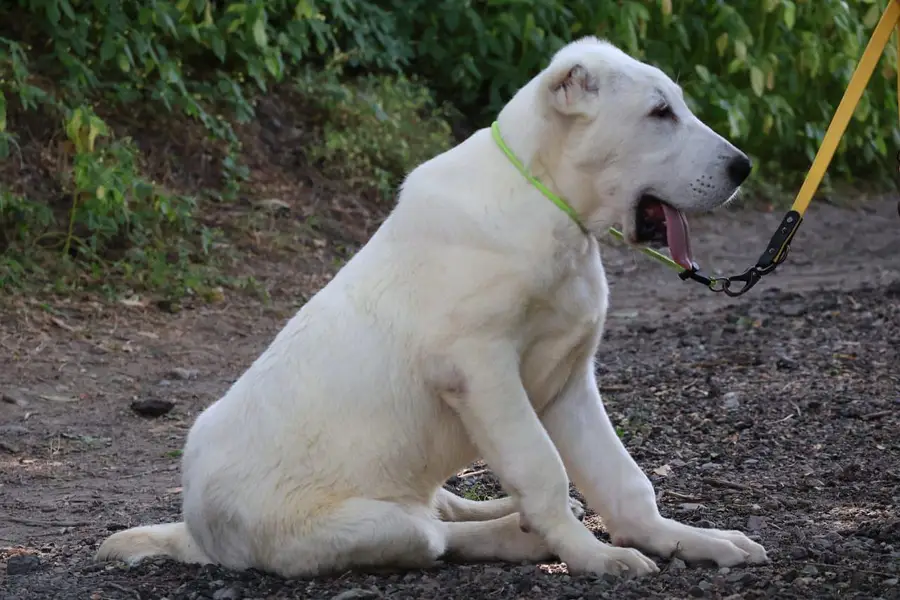 Alabai dog for sale || imported breed || alabai puppy for sale
