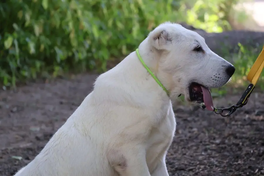 Alabai dog for sale || imported breed || alabai puppy for sale — photo 2