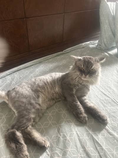 Persian cat