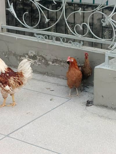 1 murgha 2 murghiyan egg laying