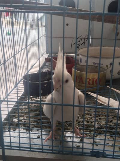 parrots