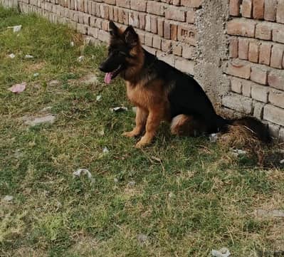 German shepherd long coat female