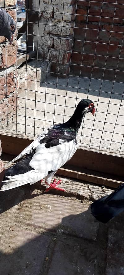 black magpie breader female blue checked male