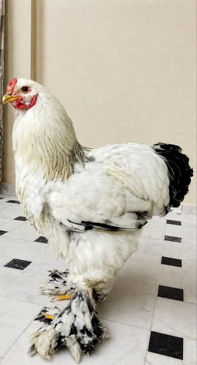 Pure White Brahma Rooster for Sale