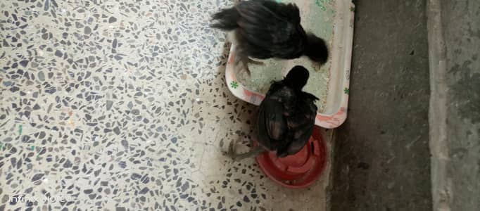 hen chicks