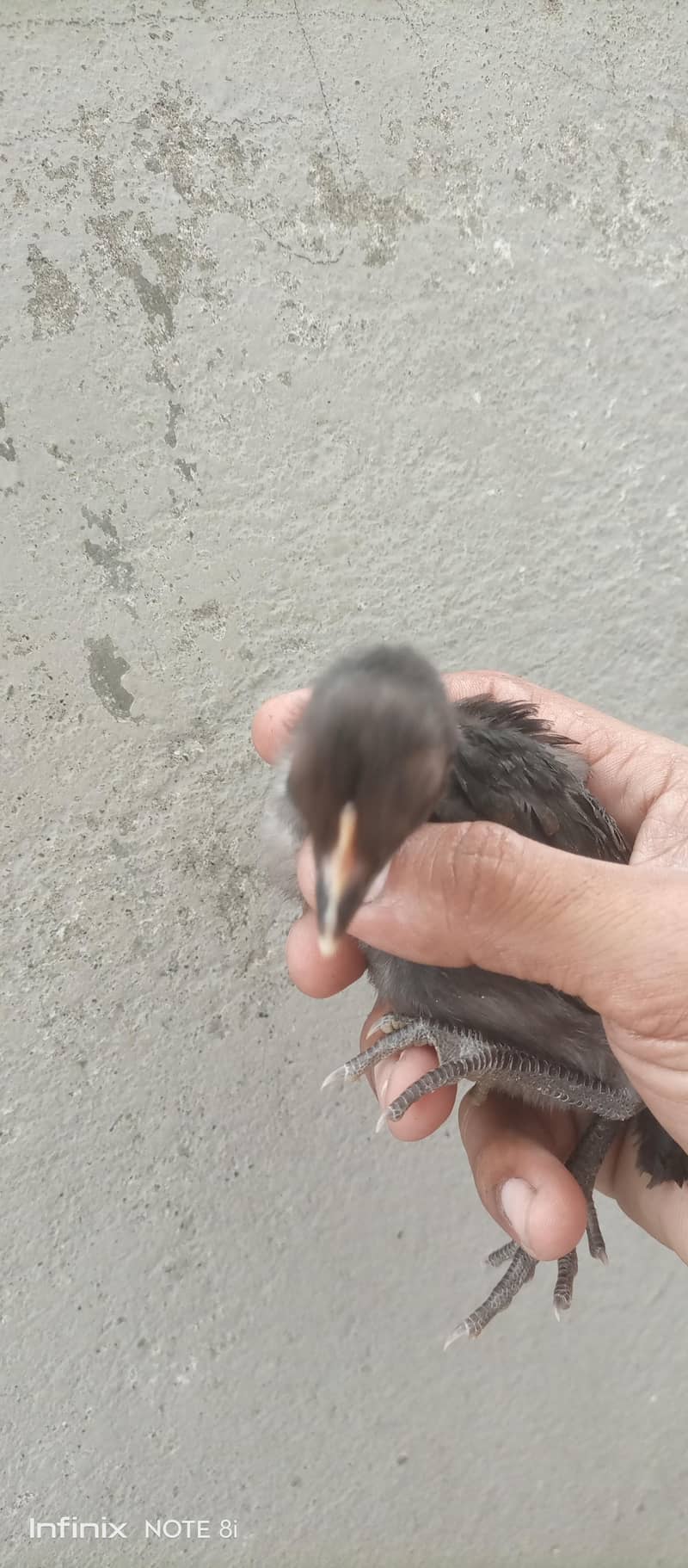 hen chicks 1