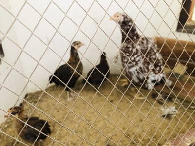4 Hens and 1 Rooster