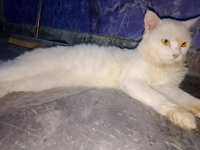 Long Male Cat So lovely 