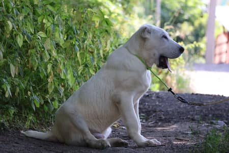 Alabai dog for sale || imported breed || alabai puppy for sale