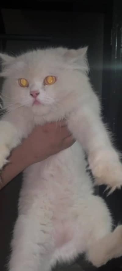 female cat for sale punch face