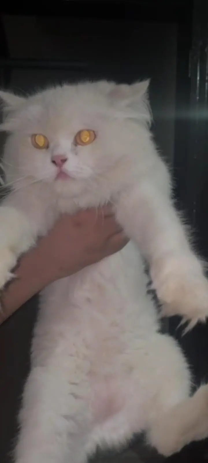 female cat for sale punch face