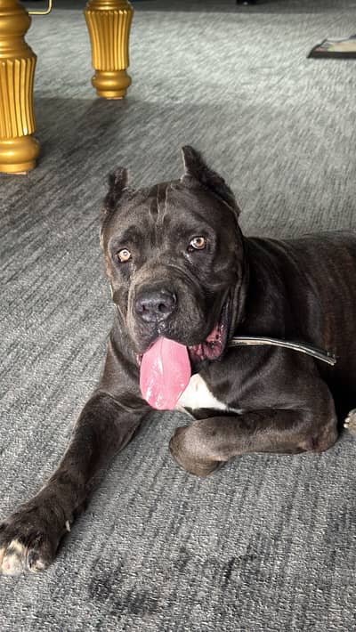 Cane corso age 20 months