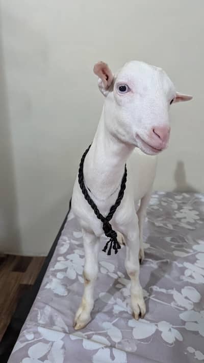 teddy white eye gulabi pointed zero size male kid
