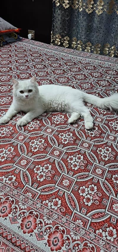 female cat for sale punch face
