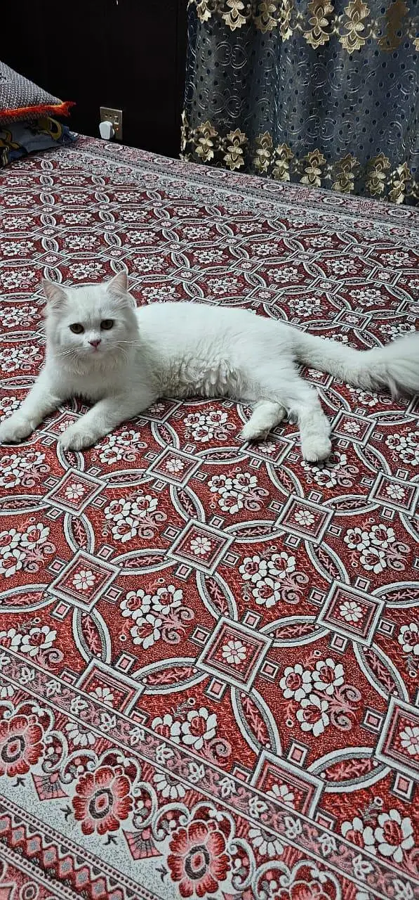 female cat for sale punch face — photo 3