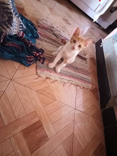 brown white kitty