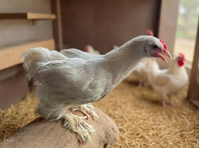 3 Months Old Golden Buff, White Buff & Desi Hens for Sale