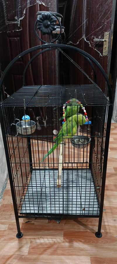 Parrot Cage
