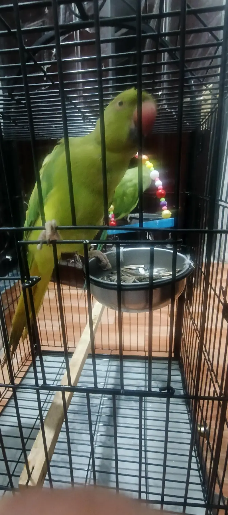 Parrot Cage — photo 2