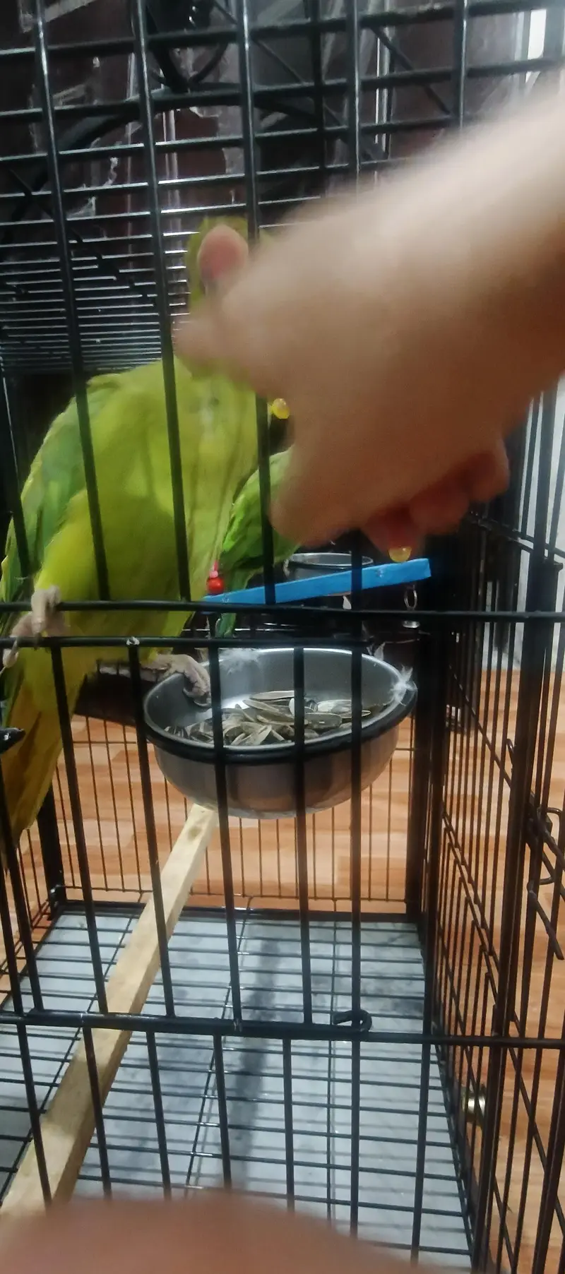 Parrot Cage — photo 3