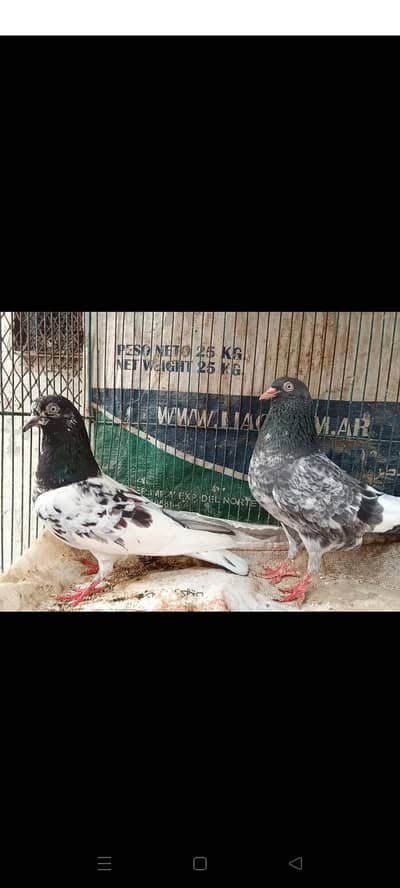 beast pigeon ha