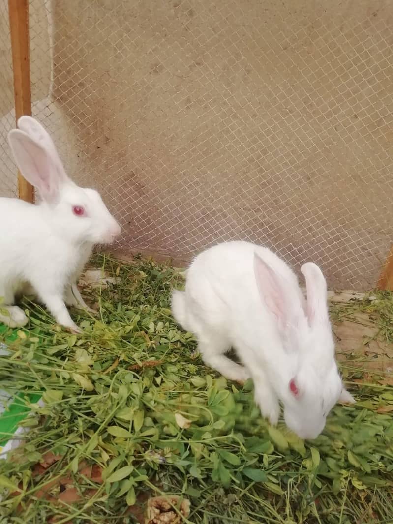 Rabbits 1