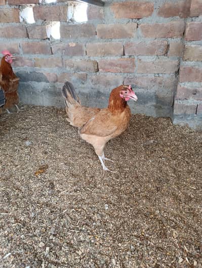 Golden Misri Eggs Laying