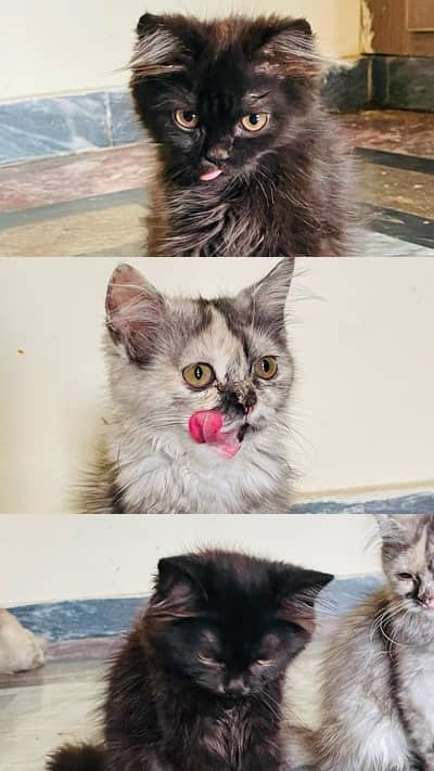 Persian kittens male , female cats