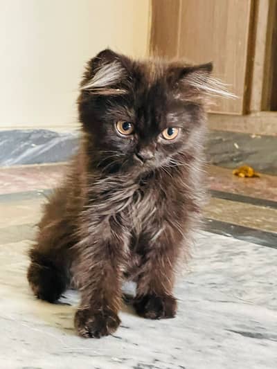 Persian kittens male , female cats