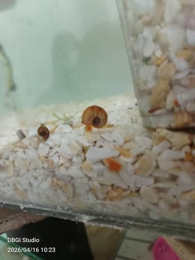 Ramshorn Snails Colony