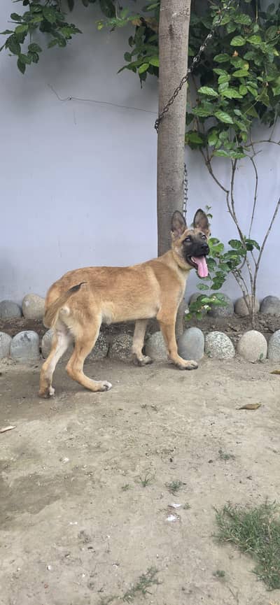 Belgian malinoise female 3 Month