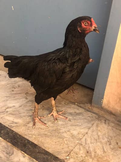 aseel female