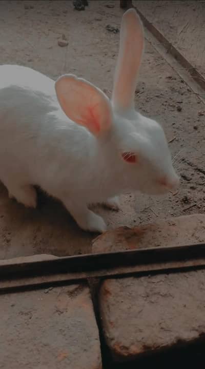 pair h red eyes waly high quality 1 bar bachy dadiya h