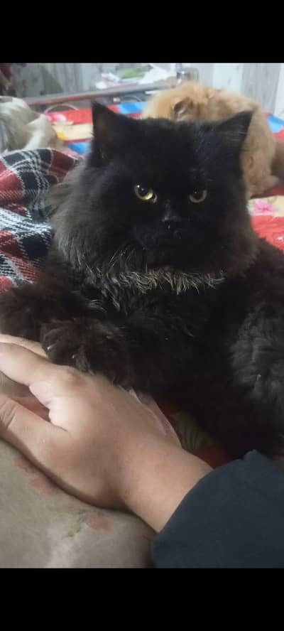 Persian cat male and female for sale