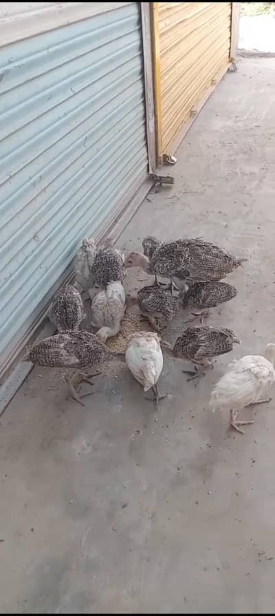 turkey fresh chicks