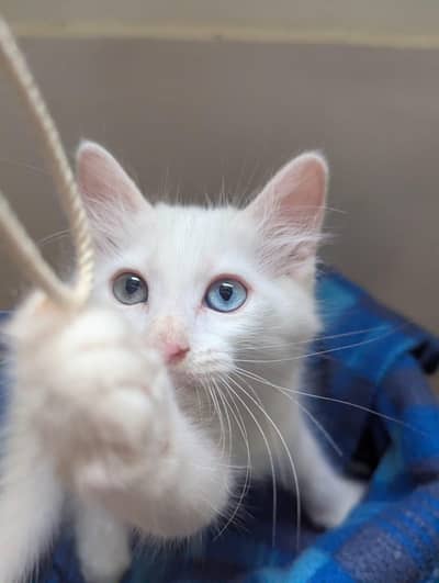 Persian Kitten cat